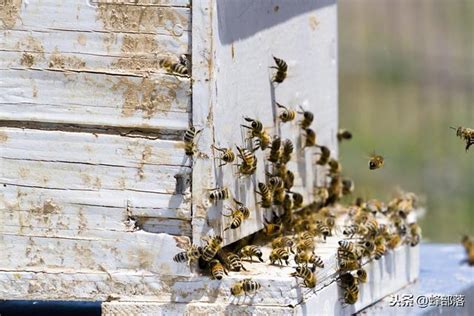 家裡有蜜蜂代表 夢見不認識的死人